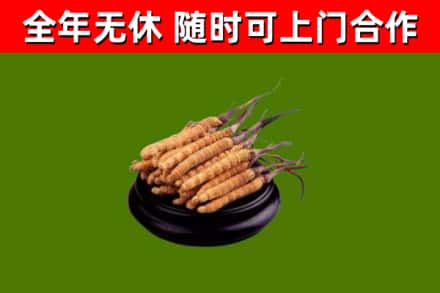 鼓楼区回收散虫草