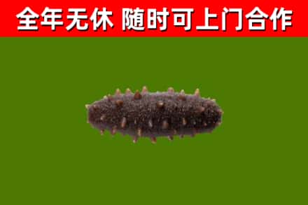 鼓楼区回收海参干